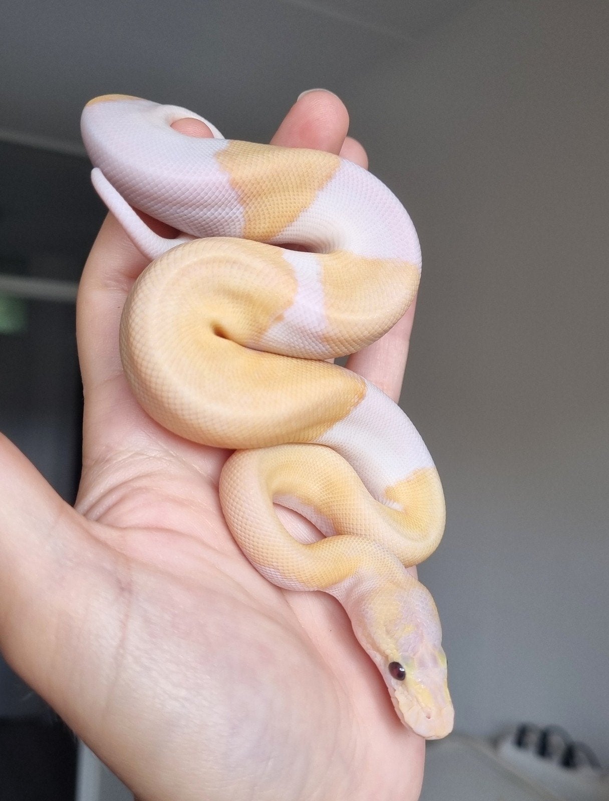 1.0 banana mojave enchi pastel (pinstripe) piebald, Slang, 0 tot 2 jaar