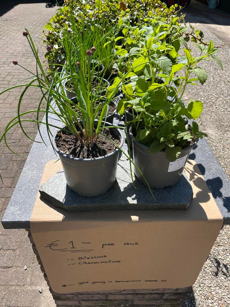 Biologische Bieslook en Citroenmelisse plantjes, Ophalen, Volle zon, Vaste plant, Kruiden