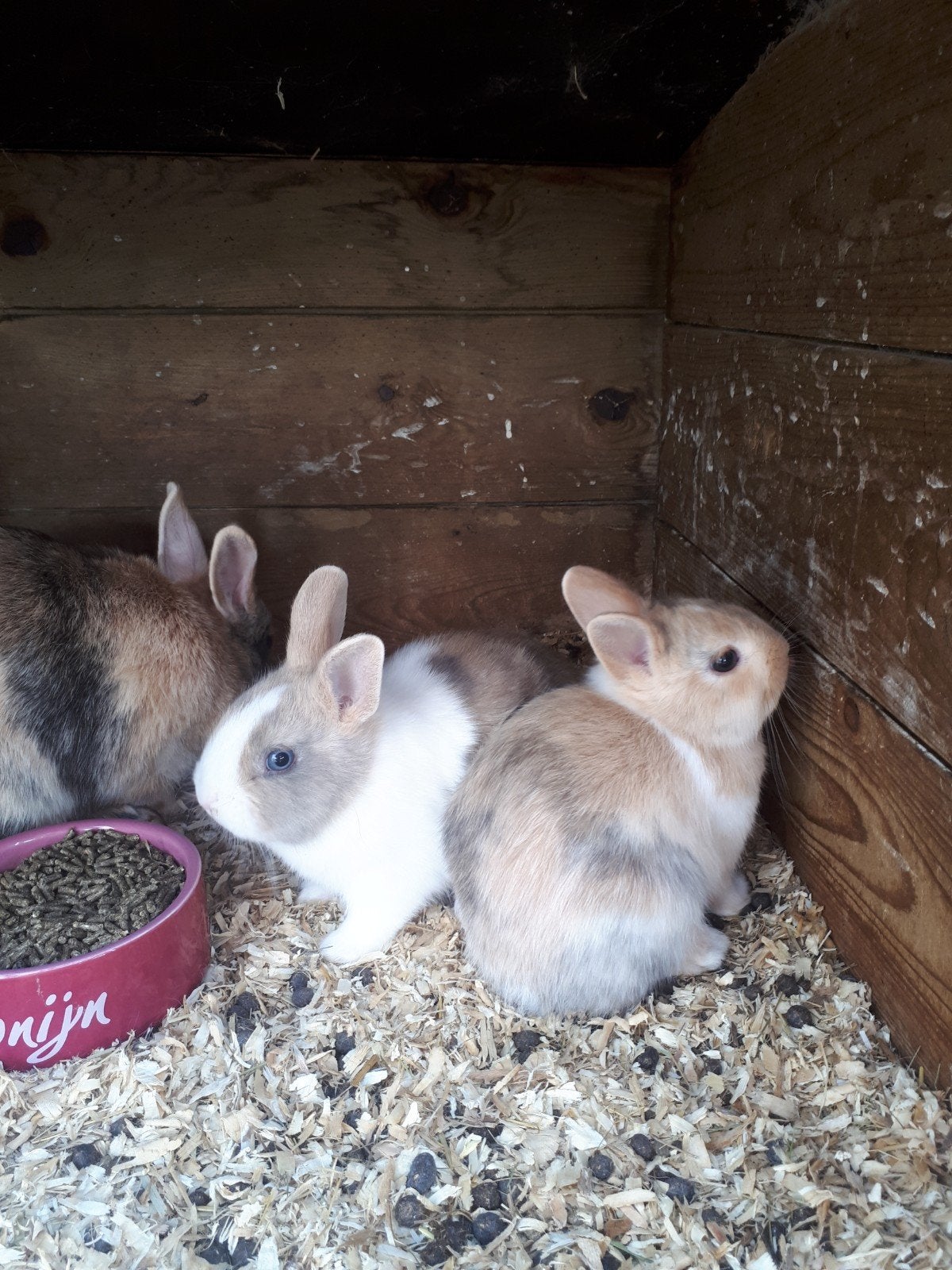 Te koop: jonge dwergkonijnen!, Dieren en Toebehoren, Konijnen, Meerdere dieren, Dwerg, 0 tot 2 jaar
