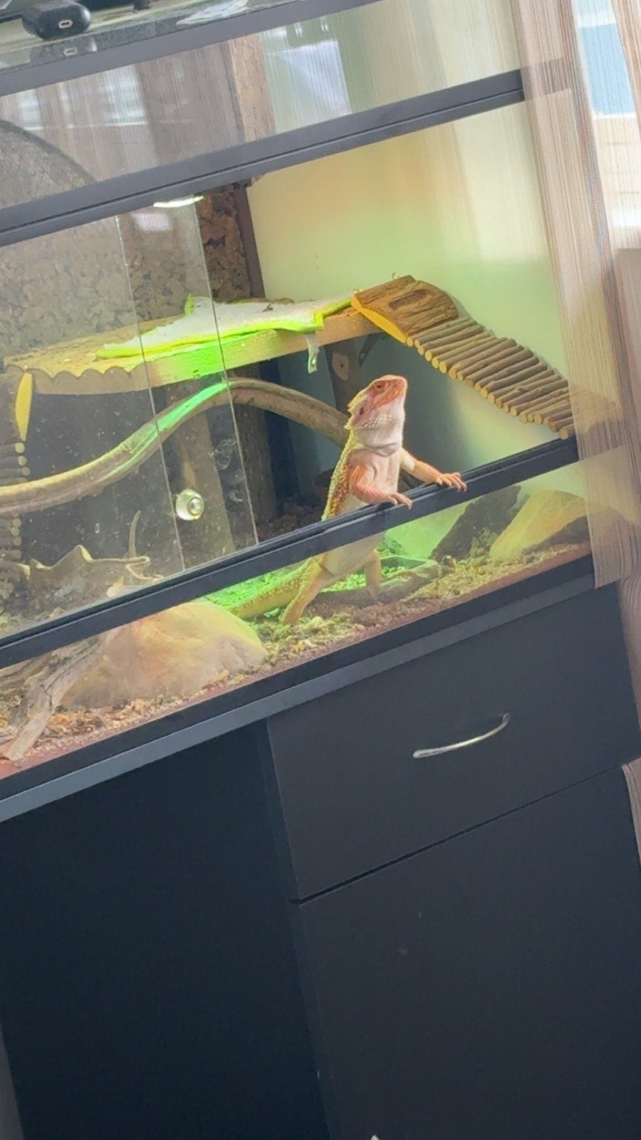 Mooie baardagaam, Hagedis, Met terrarium, 0 tot 2 jaar