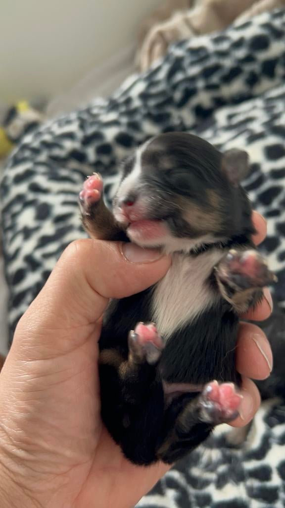 REU PUP kruising pomperiaan en chihuahua, Reu, Eén hond, Chihuahua, Nederland