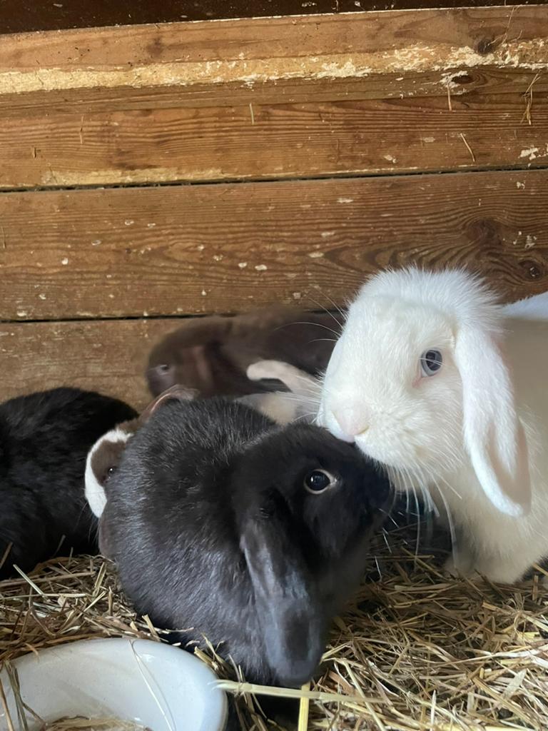 Mooi minilop rammetje, Mannelijk, Klein, 0 tot 2 jaar