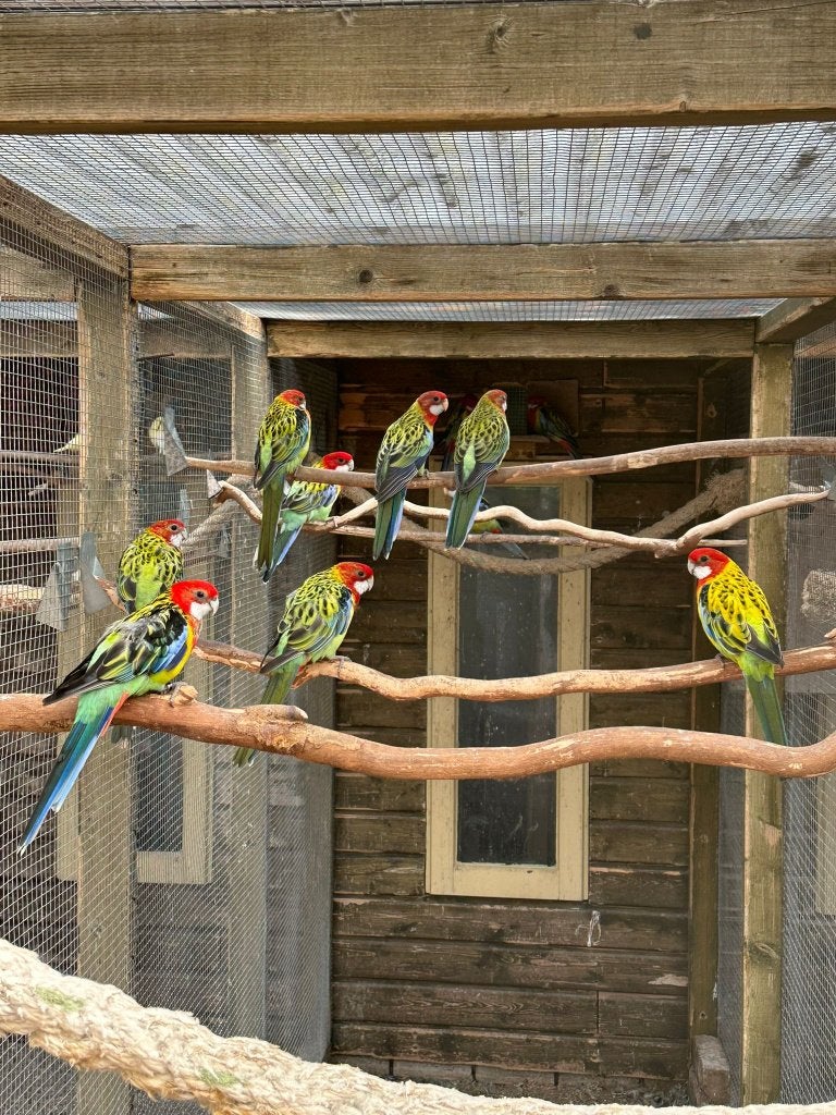 Koppel prachtrosella, Meerdere dieren, Papegaai