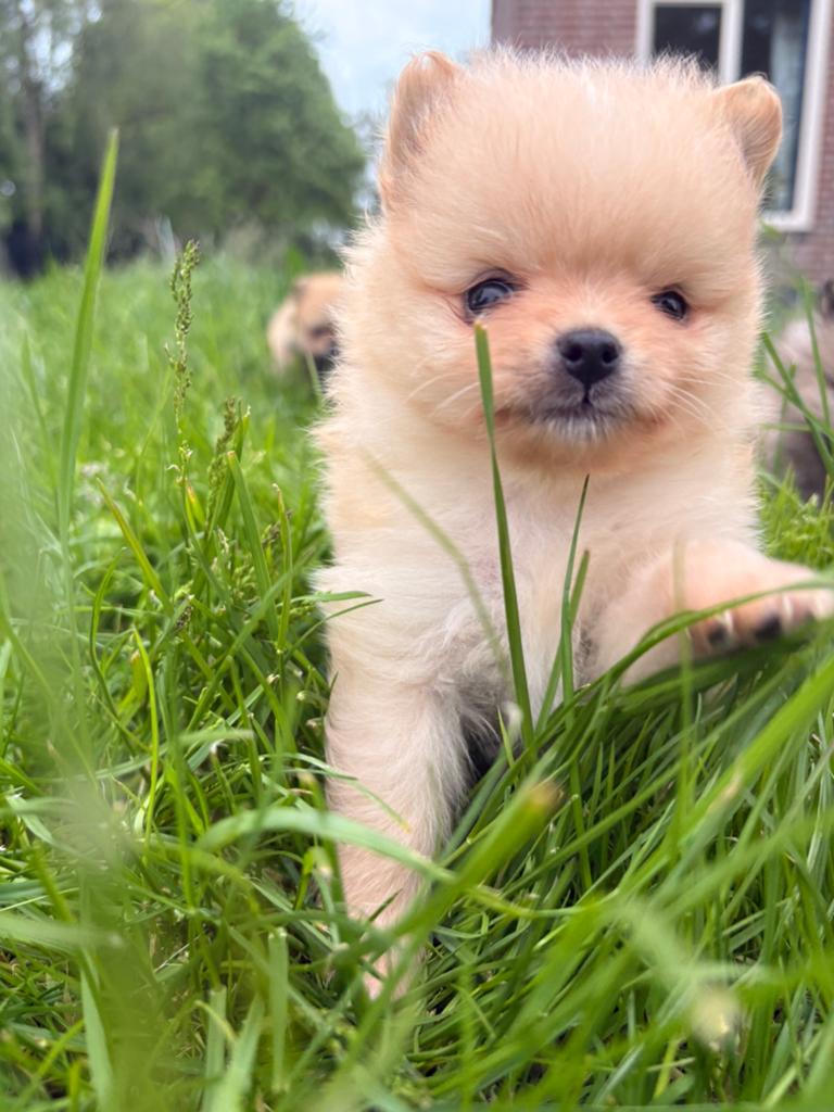 Dwergkees, Pomeriaan pups - nog 3 beschikbaar, Parvo, Keeshond, 8 tot 15 weken, Meerdere