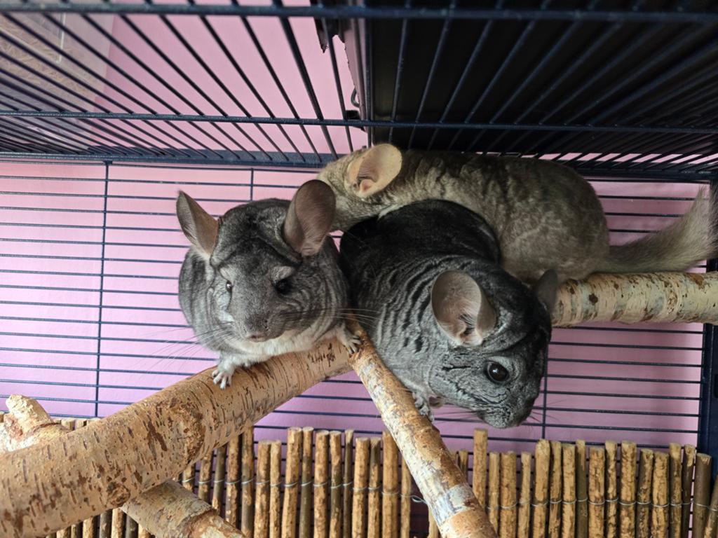 drie chinchilla's, Dieren en Toebehoren, Knaagdieren, Chinchilla, Vrouwelijk, Januari, Tam