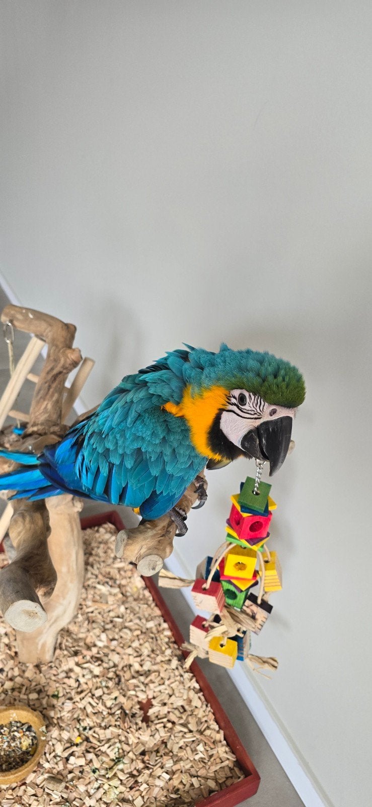 Blauw gele ara - Kiwi - Vrouw!, Vrouwelijk, Papegaai, Geringd