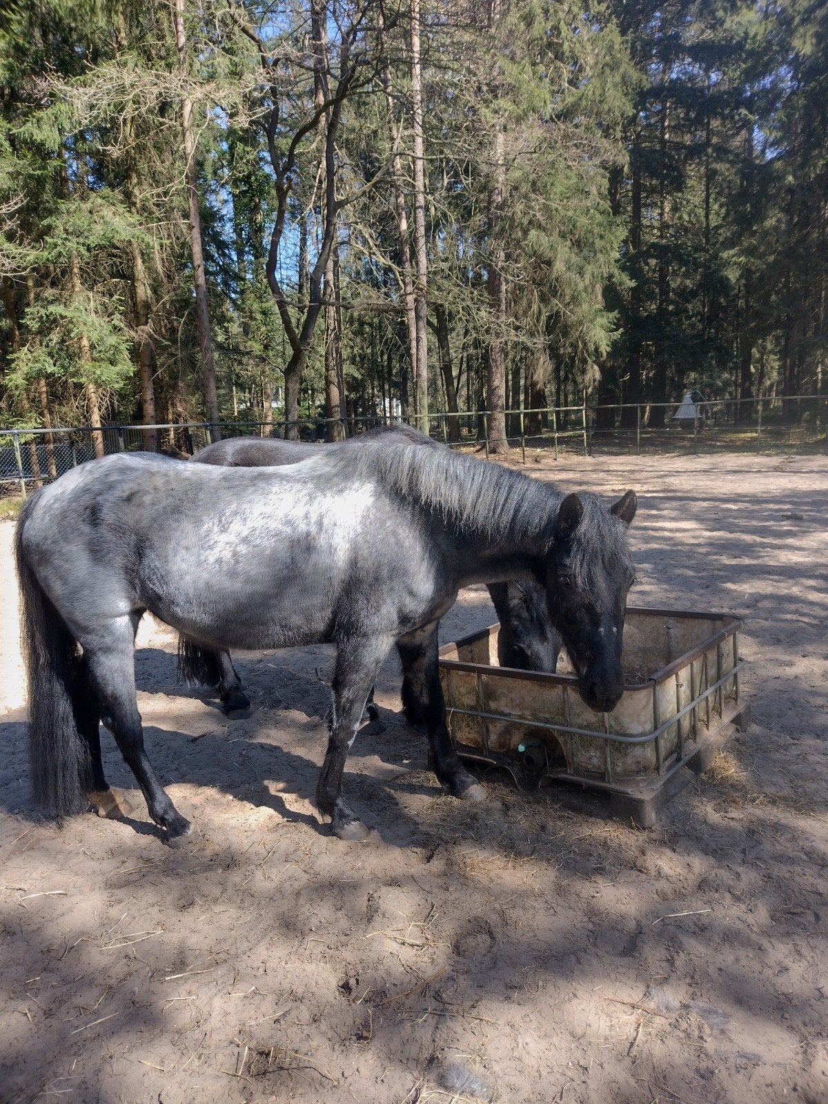 pony te koop, Merrie, Minder dan 160 cm, Recreatiepaard