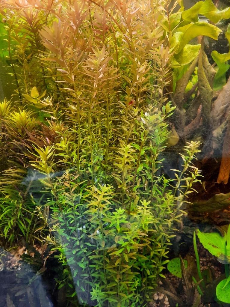 Mooi assortiment aquariumplanten (5), Ophalen of Verzenden, Nieuw, Plant(en), Steen of Hout