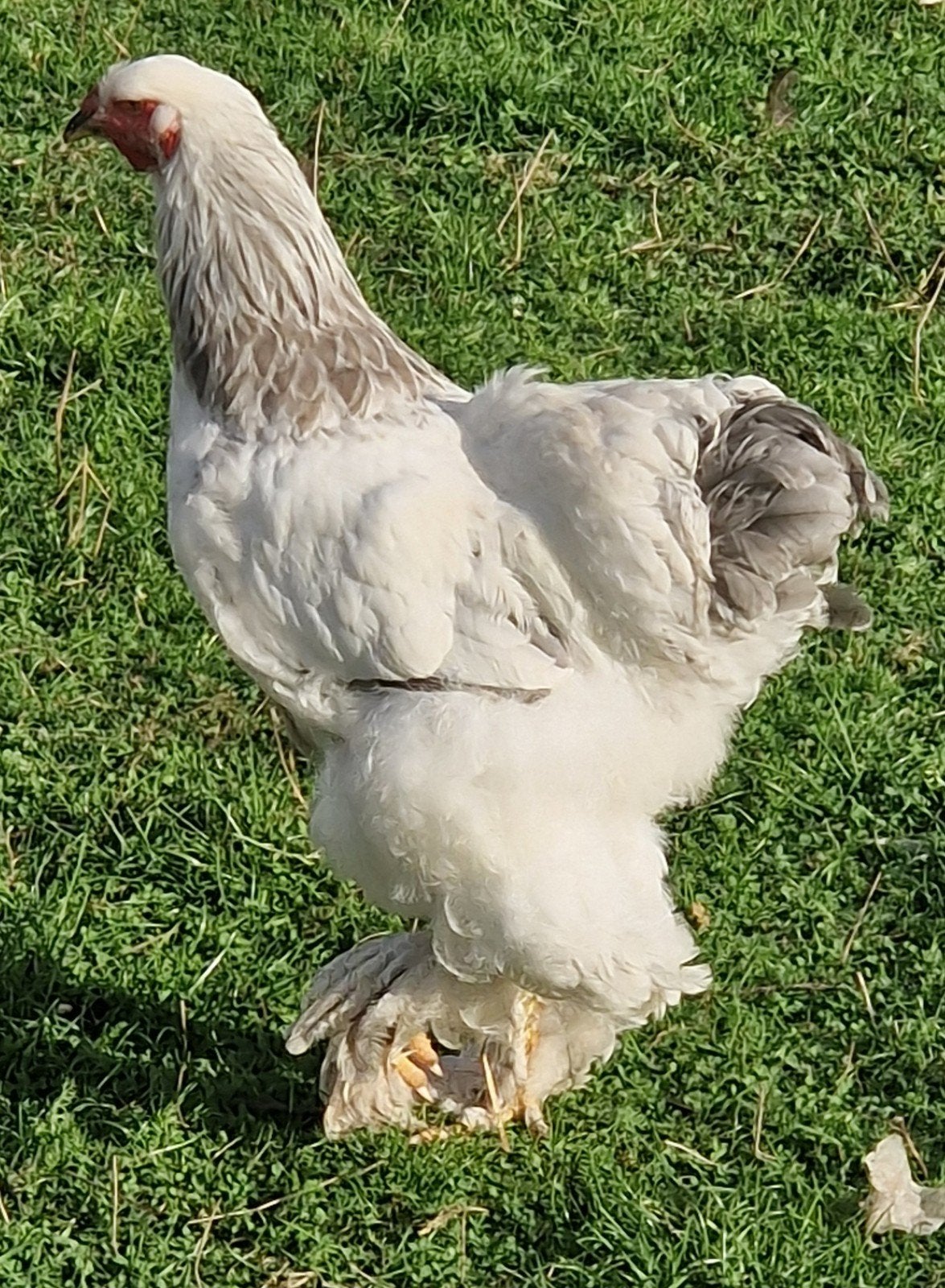 te koop brahma haan blauw columbia, Dieren en Toebehoren, Mannelijk, Kip