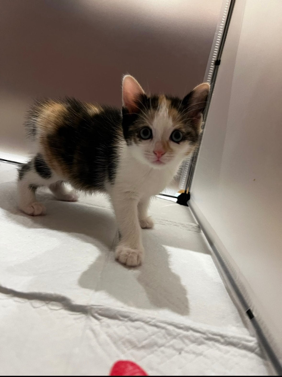 4 lieve kittens – gevaccineerd & ontwormd – vanaf 9 oktober, Meerdere dieren, 0 tot 2 jaar