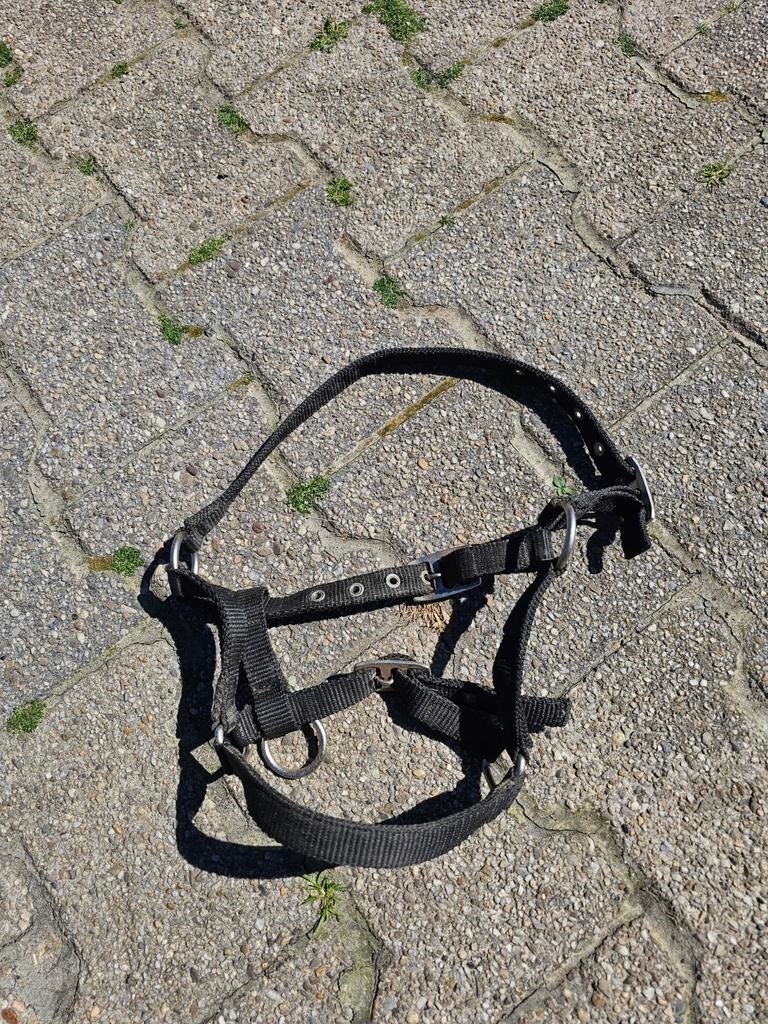 Veulen/ mini shet halsters, Dieren en Toebehoren, Ophalen of Verzenden, Zo goed als nieuw, Overige soorten