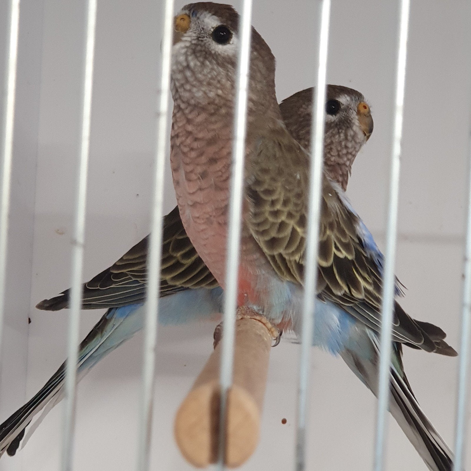 twee bourke parkieten te koop, Meerdere dieren, Geringd