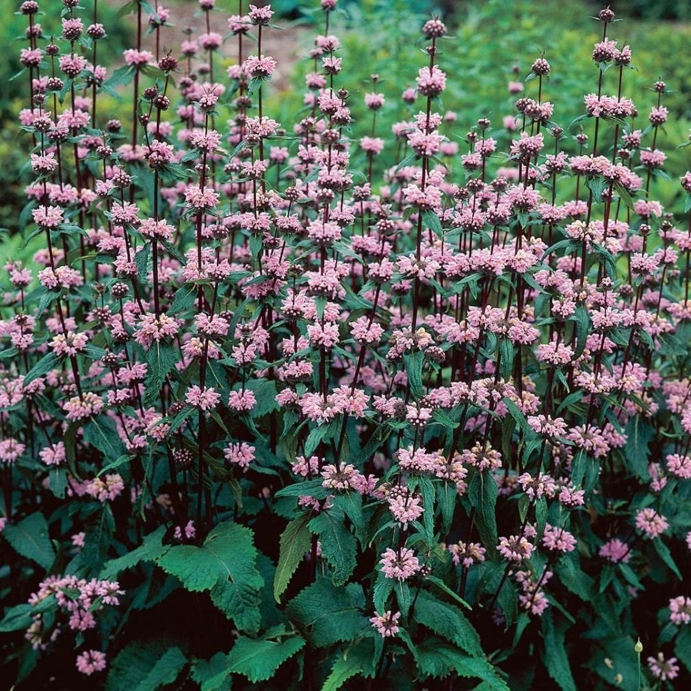 Zaden Phlomis tuberosa Amazone, Verzenden, Volle zon