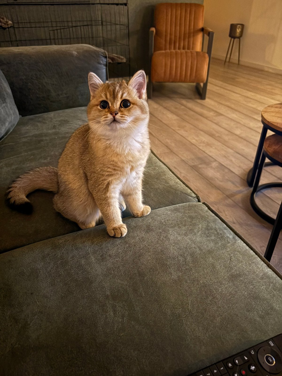 Lief Golden Shell/Chinchilla Brits Korthaar kitten, Poes, Gechipt