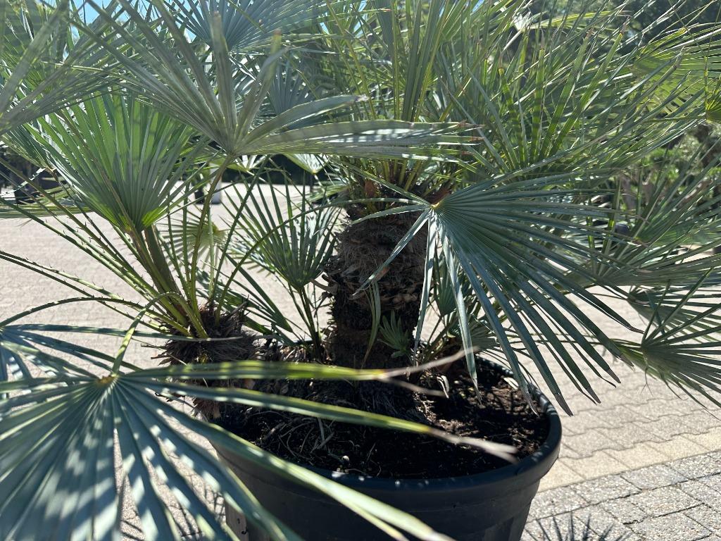 Chamaerops humilis Cerifera palmboom te koop, Tuin en Terras, Ophalen of Verzenden, 100 tot 250 cm, Zomer, Palmboom