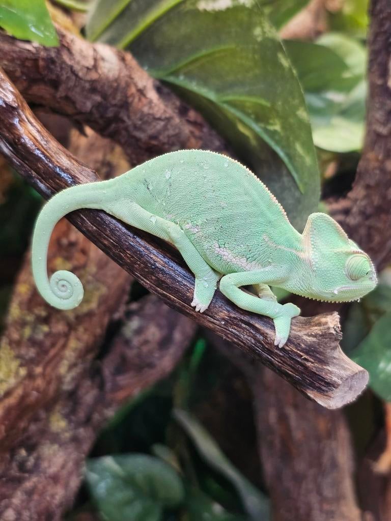 Jemen kameleons (Chamaeleo calyptratus), Dieren en Toebehoren, Hagedis, 0 tot 2 jaar