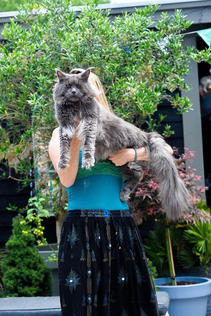Maine Coon dekkater | Thor, 0 tot 2 jaar