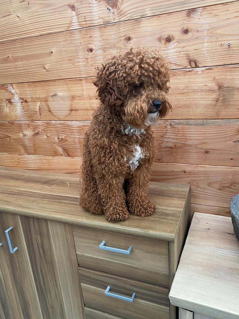 Dekreu, Dieren en Toebehoren, Reu, 1 tot 2 jaar, Parvo, Eén hond