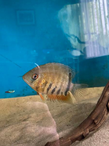 Heros severum rotkeil, Dieren en Toebehoren, Vissen | Aquariumvissen, Vis
