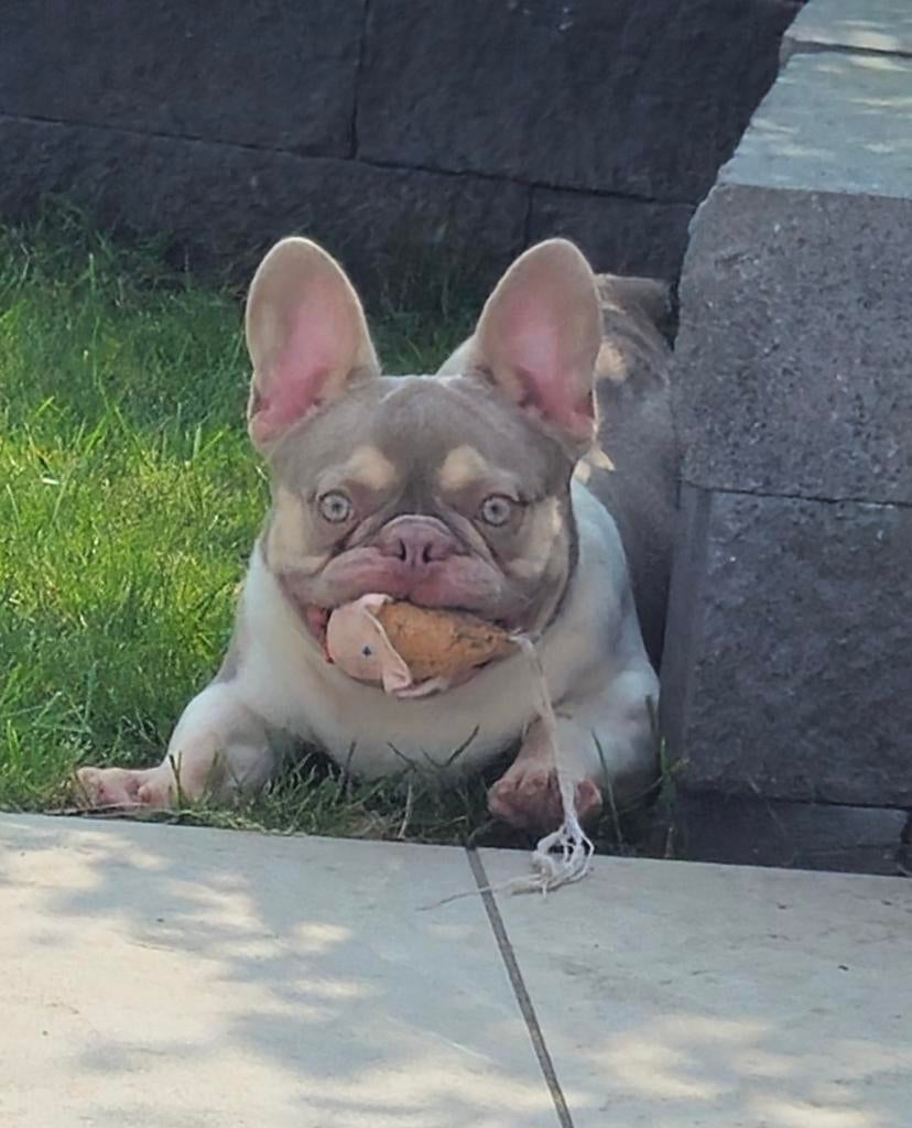 🥰 unieke isabella tan pied franse bulldog DEKREU Lorenzo 🥰, Dieren en Toebehoren, Particulier, Reu, 1 tot 2 jaar, Buitenland