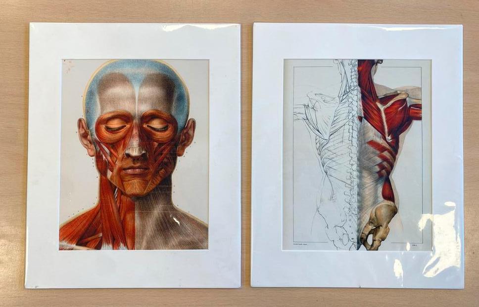 Anatomische prenten (2 stuks), Antiek en Kunst, Ophalen of Verzenden