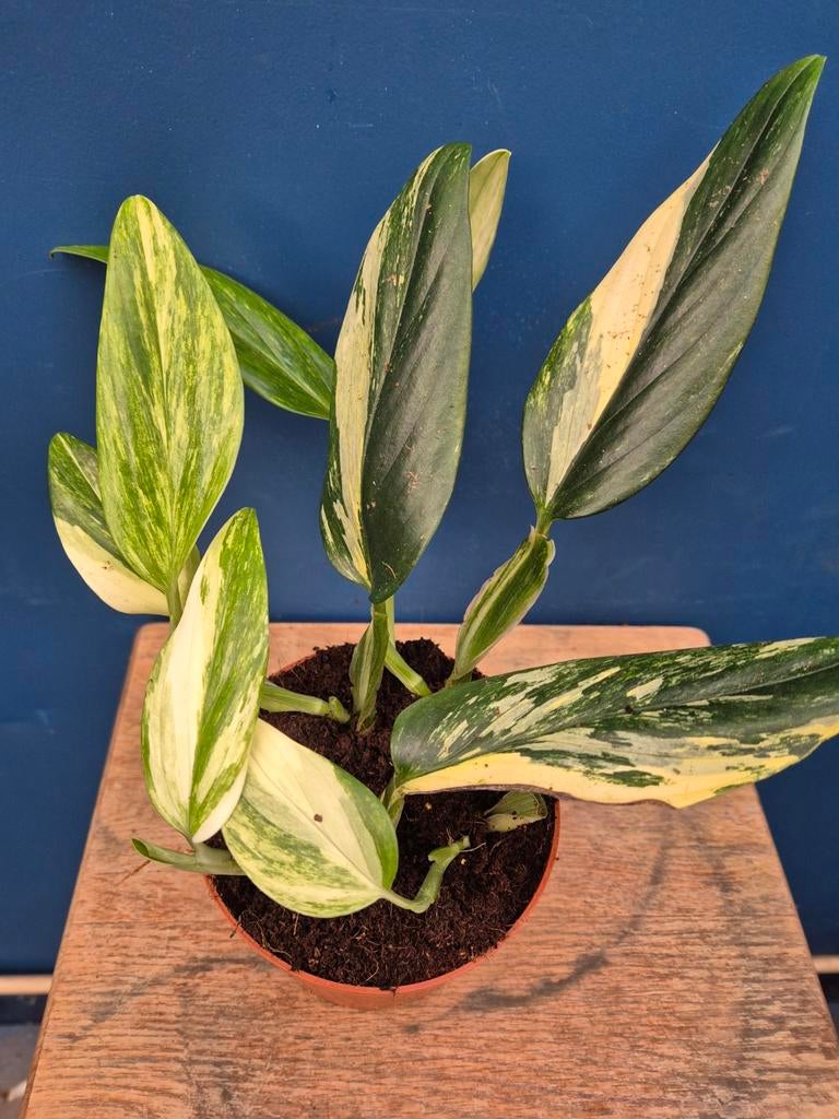 Monstera Standleyana Variegata p12 (2), Huis en Inrichting, Kamerplanten, Ophalen of Verzenden, Halfschaduw, Minder dan 100 cm
