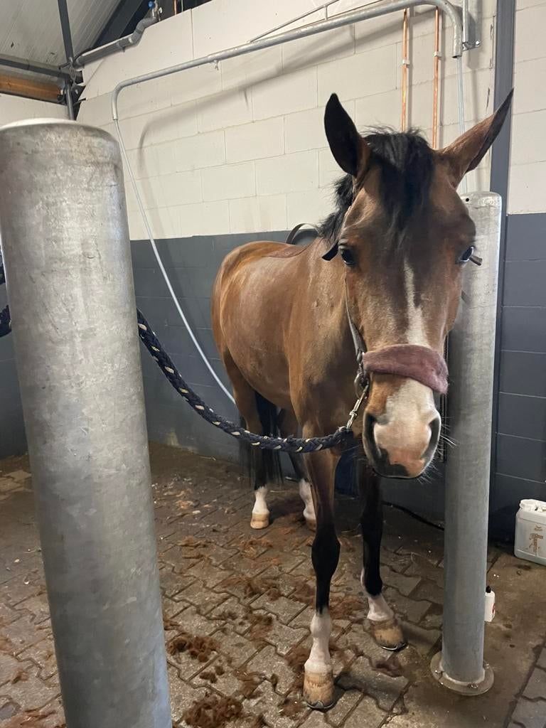 Paard / pony scheren heel Nl+DE