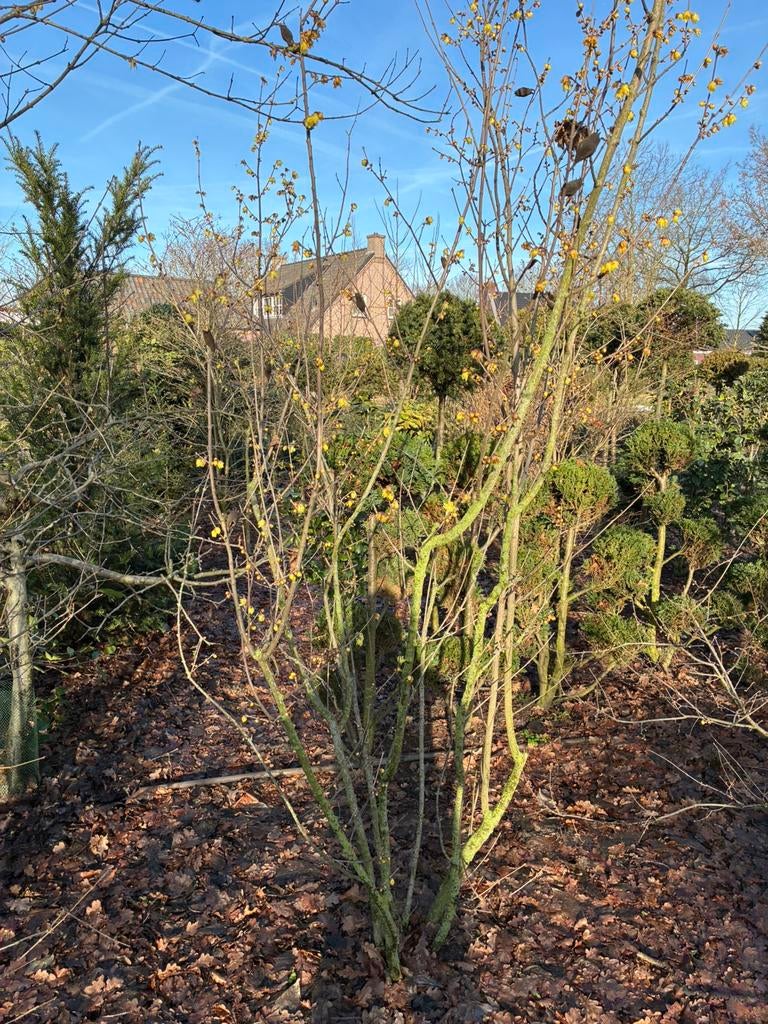 Tuinplanten, Ophalen of Verzenden, Overige soorten, Halfschaduw