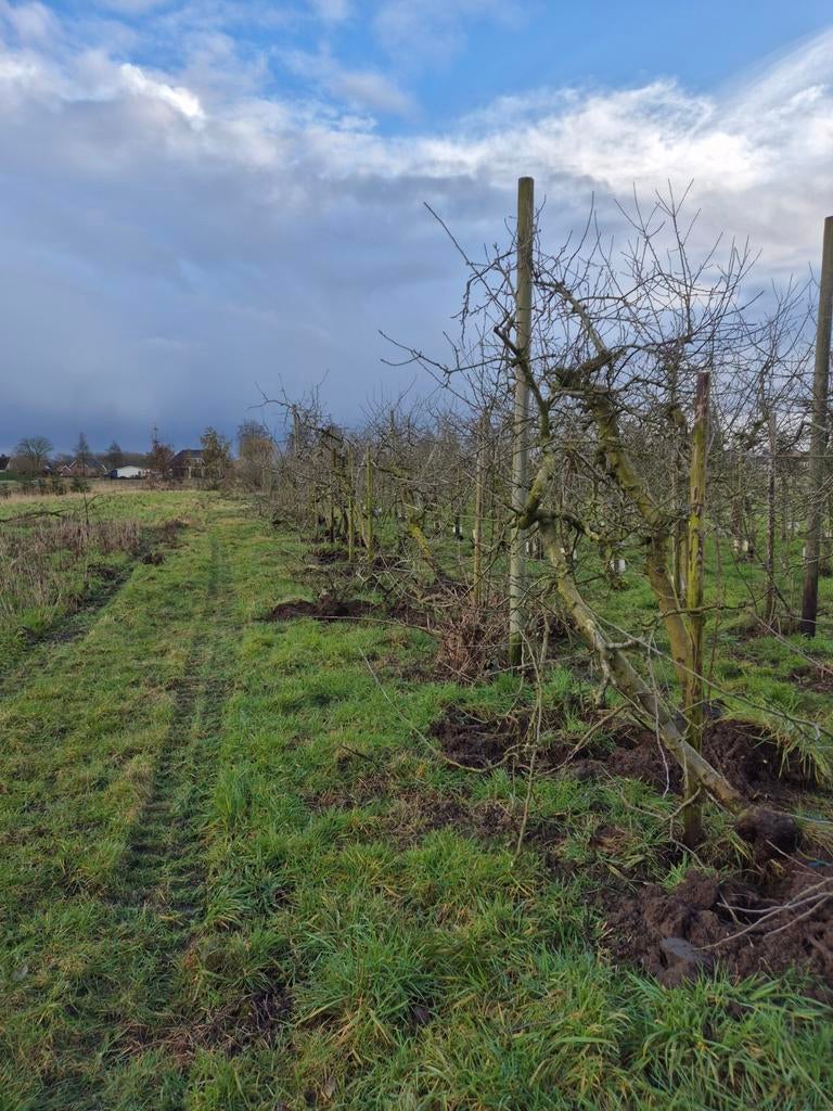Oude appelbomen  (te reserveren voor 2027), Ophalen, Minder dan 100 cm, Overige soorten