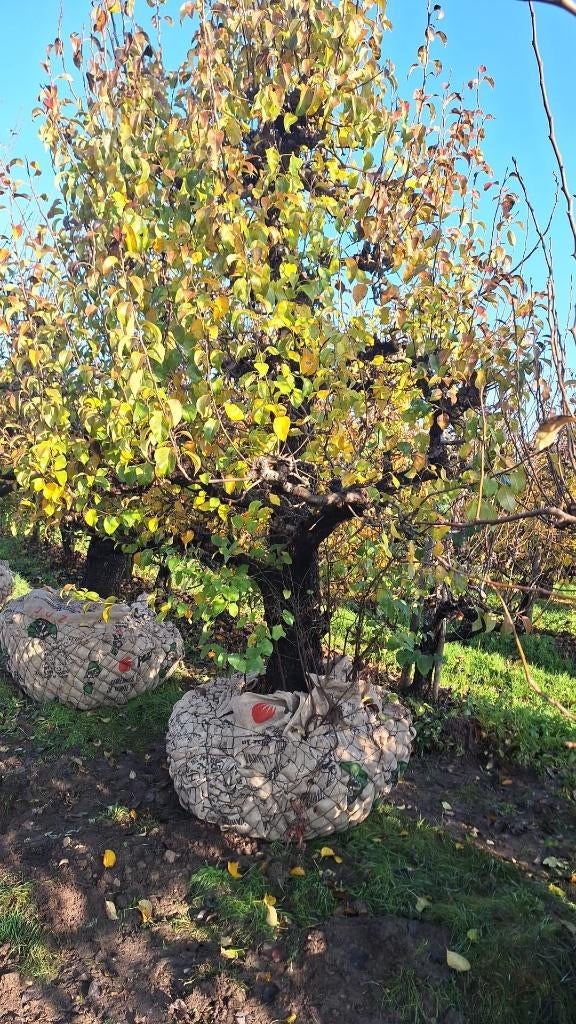 Prachtige Conference peren 65 jaar, Tuin en Terras, Planten | Fruitbomen, Perenboom, 250 tot 400 cm, Lente, Ophalen