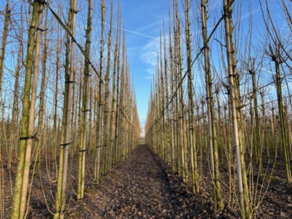 Populus nigra Italica Italiaanse Populier kopen, Ophalen of Verzenden, Volle zon, Overige soorten