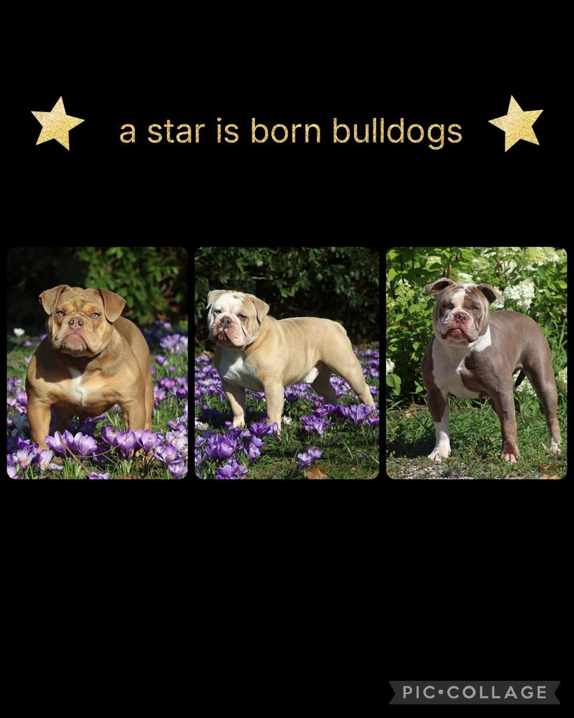 Gastgezinnen gezocht ! Old/New English Bulldog, Dieren en Toebehoren, Honden | Bulldogs, Pinschers en Molossers, Reu, 8 tot 15 weken