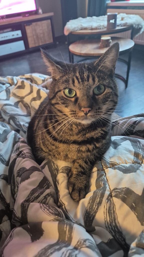 Kater binnen kat, Kater