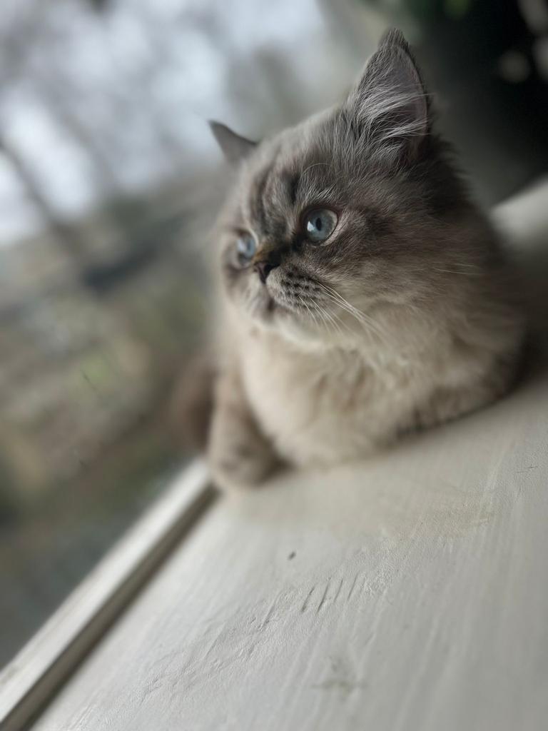 Dekkater