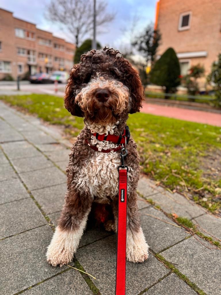 Prachtige sociale unieke bonte DOODLE dekreu aangeboden, Parvo, Reu, Eén hond, 3 tot 5 jaar