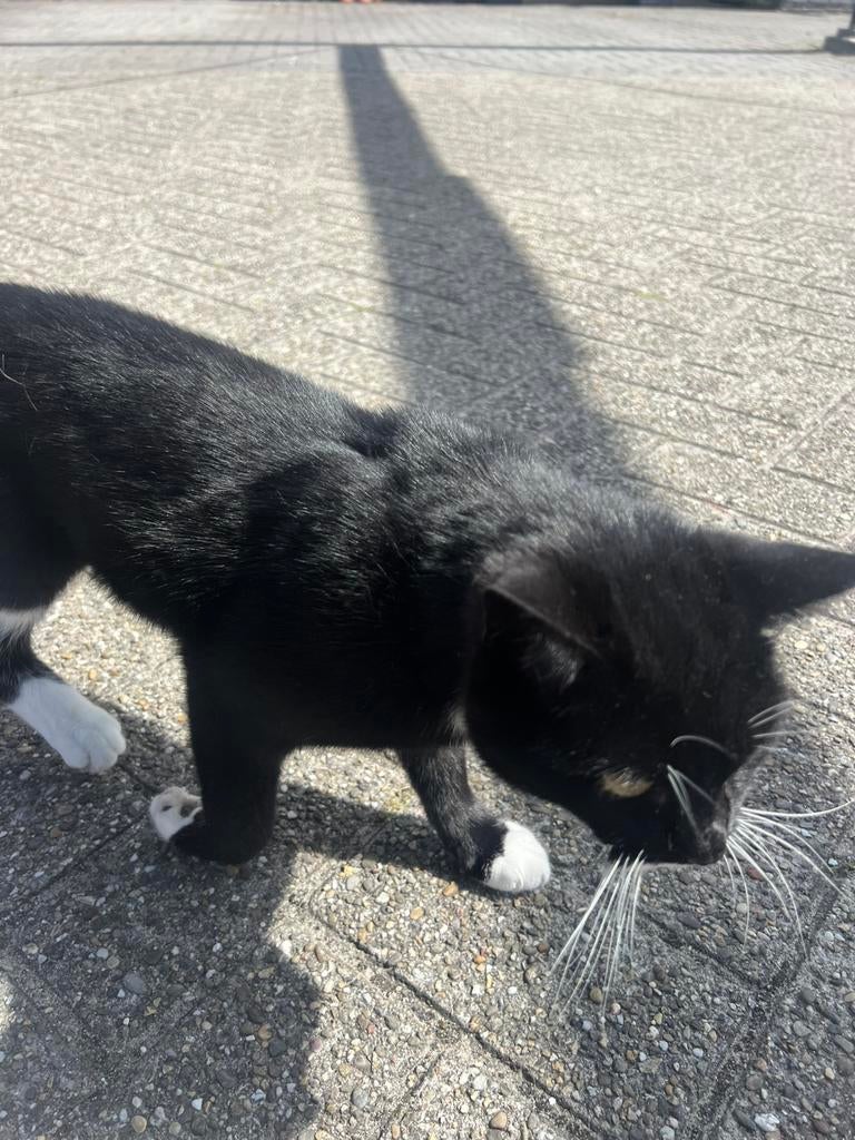 Kruising britse kort haar 2 jaar oud, Kater, Kortharig, 0 tot 2 jaar