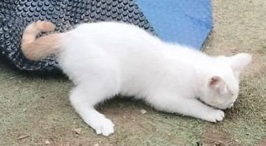 Kittens gratis  niet gechipt, Dieren en Toebehoren, Katten en Kittens | Raskatten | Korthaar, Meerdere dieren, Ontwormd