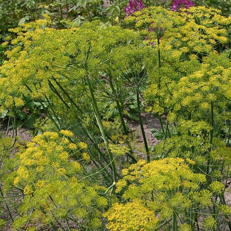 Uit de biologische moestuin: Bladvenkel, zaden, Ophalen of Verzenden, Voorjaar, Volle zon, Zaad