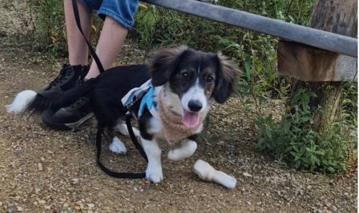 Teckel/ corgi, Dieren en Toebehoren, Standaard, 15 weken tot 1 jaar, Reu, Langhaar