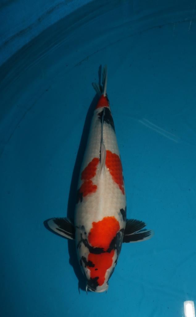 Showa Koi, Vis, Zoetwatervis