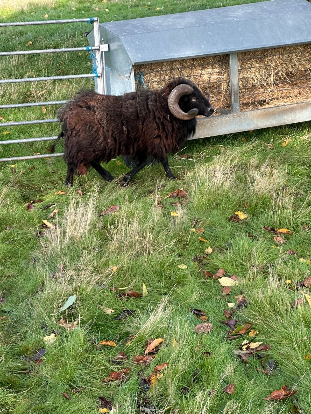 Zwarte stamboek Ouessant ram te koop, Dieren en Toebehoren, Mannelijk, Schaap