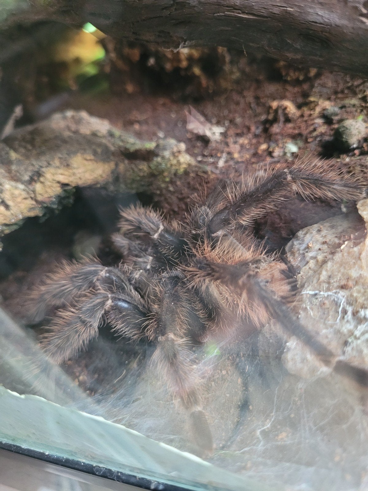 lasidora parahybana, Bijen