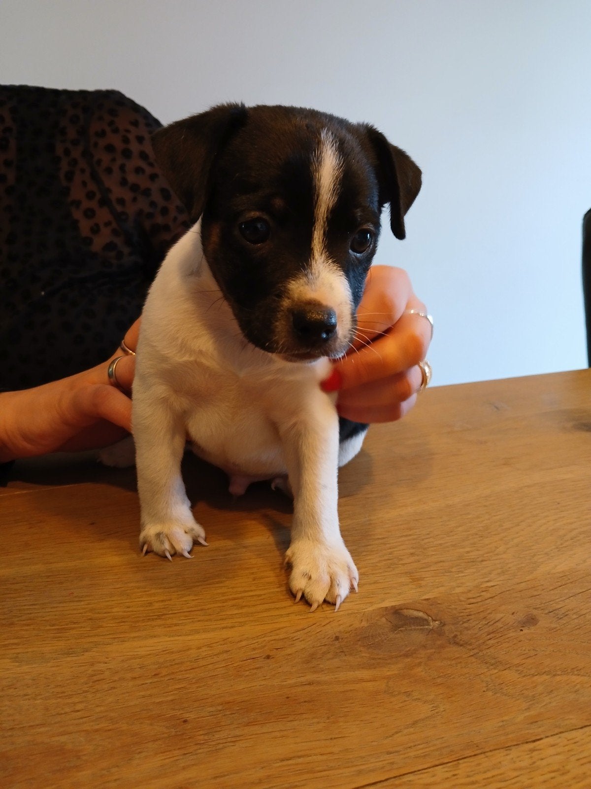 echte boerenfox pups, 8 tot 15 weken, Meerdere, Meerdere dieren, Klein