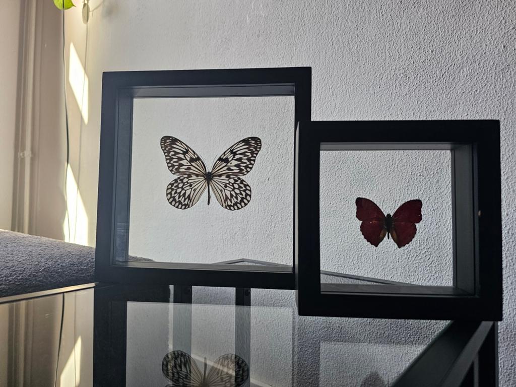 2 Vlinder in zwarte lijst, Ophalen, Hout, Minder dan 50 cm, Minder dan 50 cm