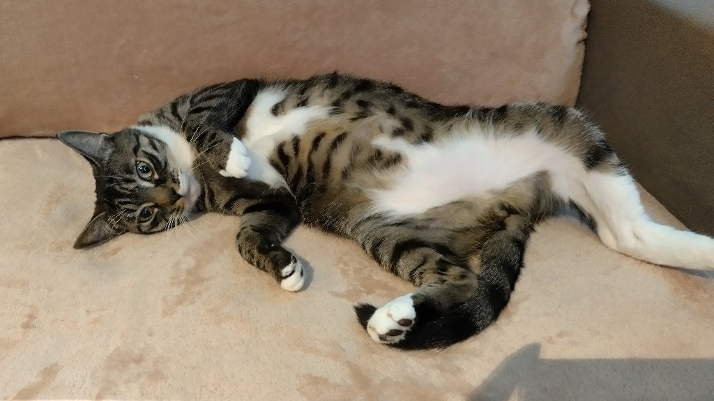 Prachtige, cyperse kater Musje – zoekt een rustig thuis, Dieren en Toebehoren, Kater, Kortharig, 0 tot 2 jaar