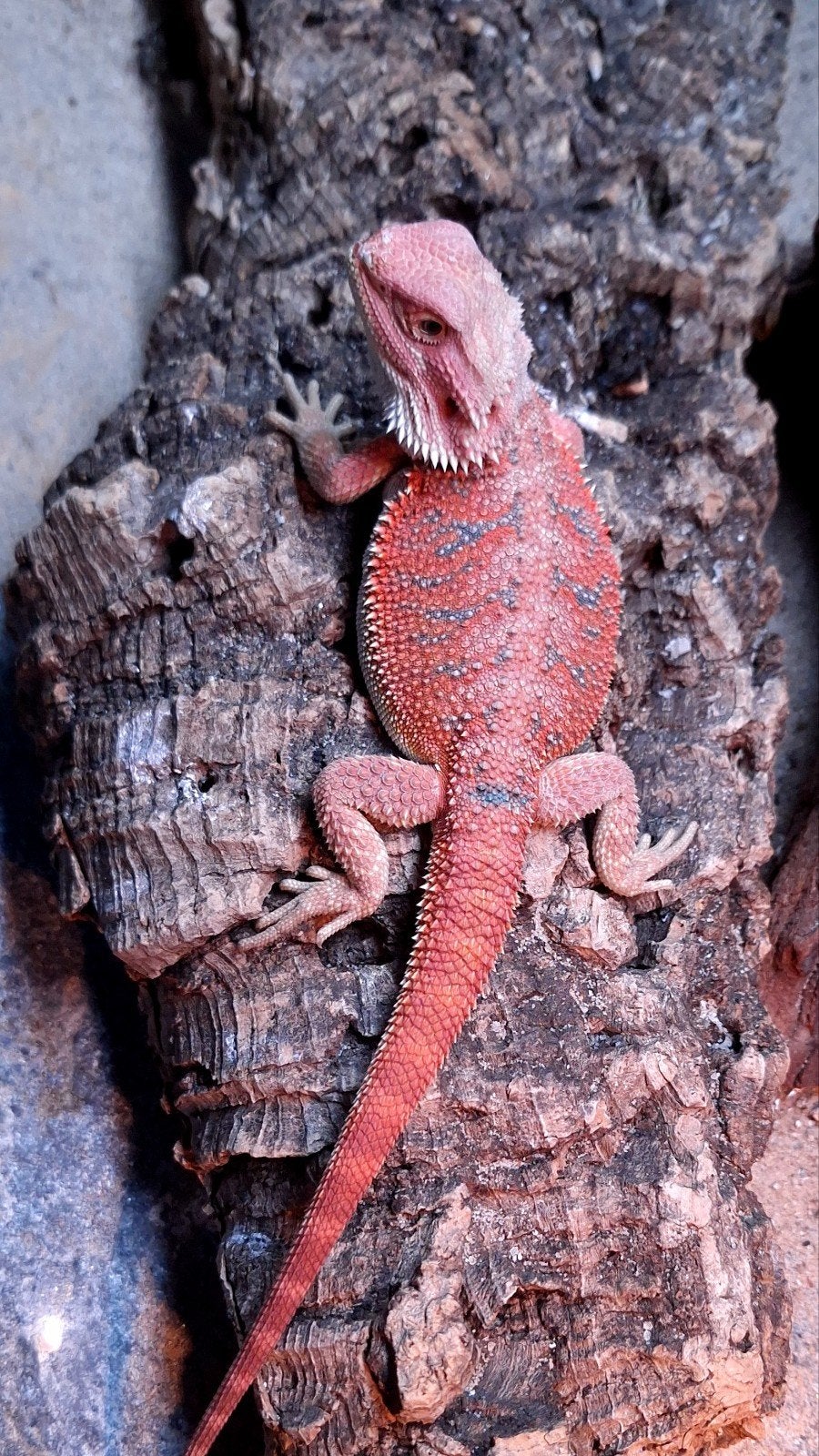 Red Hypo Blue Bar Baardagaam man het. Trans/Witblits Bearded Dragon photo 2