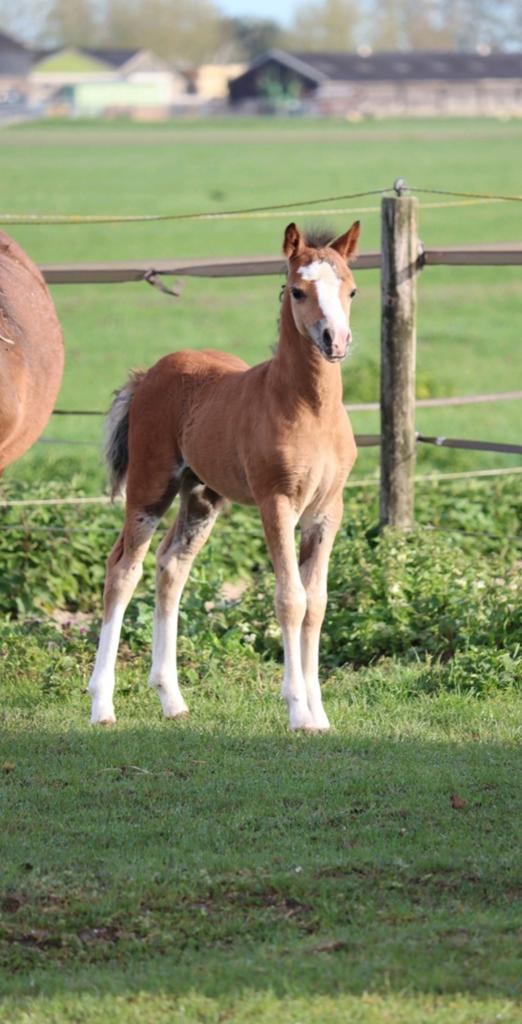 Opvallend Welsh A hengstveulen, Dieren en Toebehoren, Pony's, Met stamboom, Niet van toepassing, 0 tot 2 jaar, Hengst