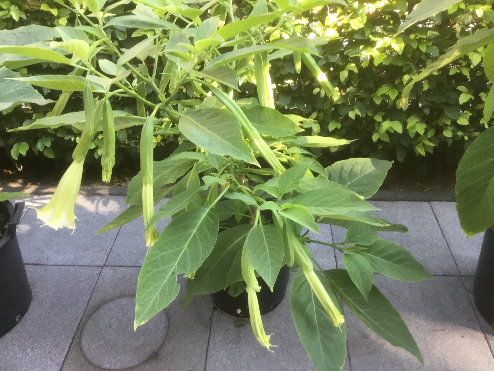 Datura of brugmana wit, Tuin en Terras, Ophalen of Verzenden, Eenjarig, Overige soorten, Volle zon