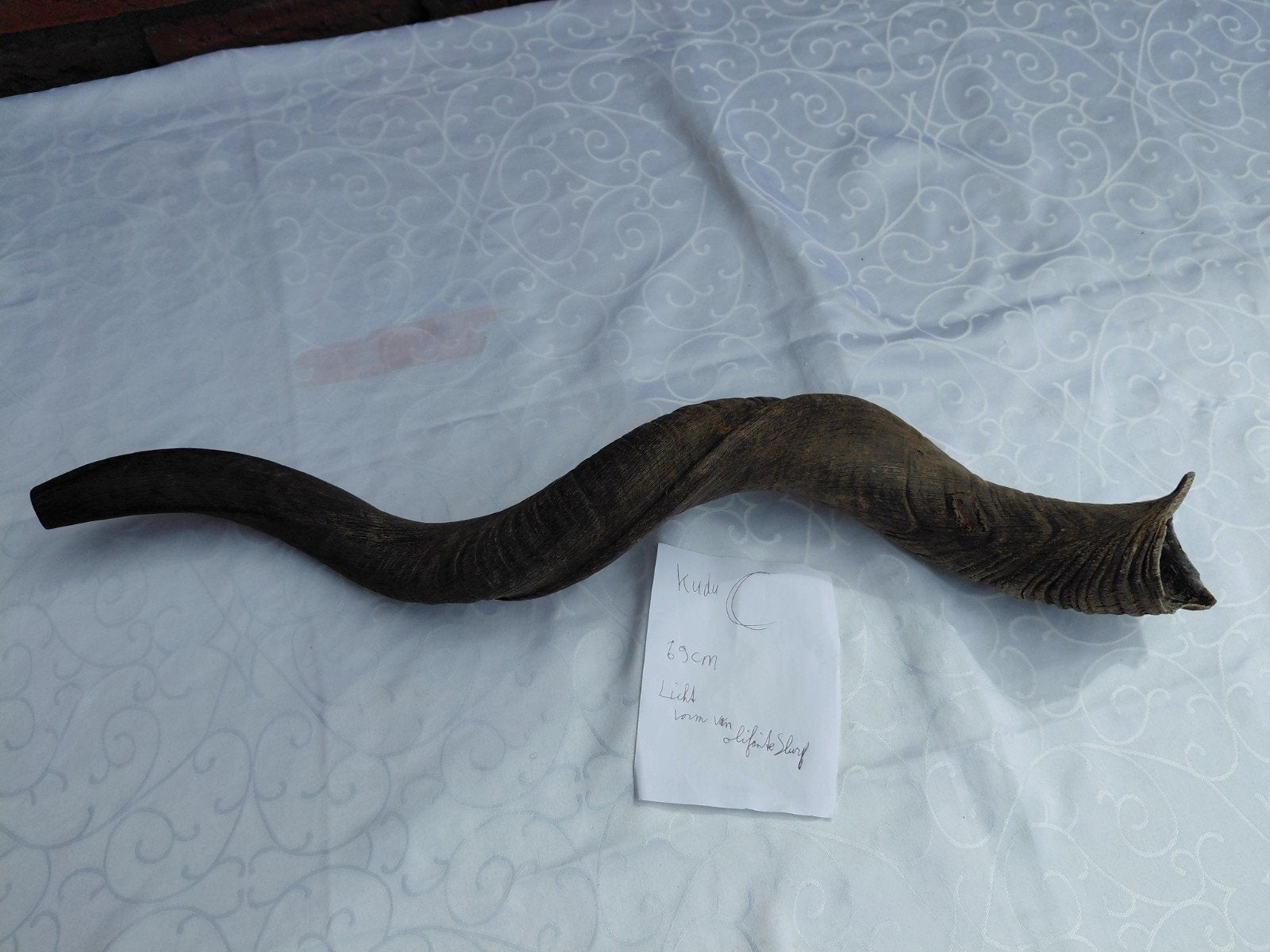 Kudu Shofar -voor Feest en Treurdagen. 69 cm, Ophalen of Verzenden, Gebruikt, Overige soorten, Gewei of Kop