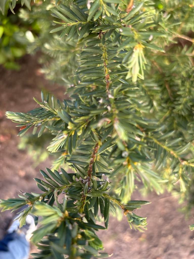 Taxus baccata - Venijnboom voor haag of solitair, Ophalen, Halfschaduw, Overige soorten, Lente